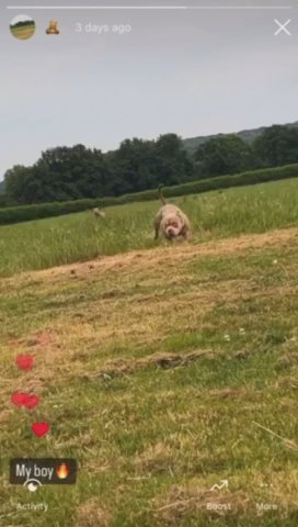 pocket bully stud in Carmarthenshire