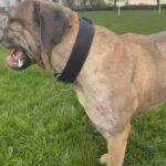 Merle Cane Corso X Neo X Bully Stud in Stockton-on-Tees