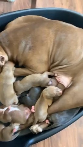 XL Bully’s 9 Weeks Old Now in Barking and Dagenham