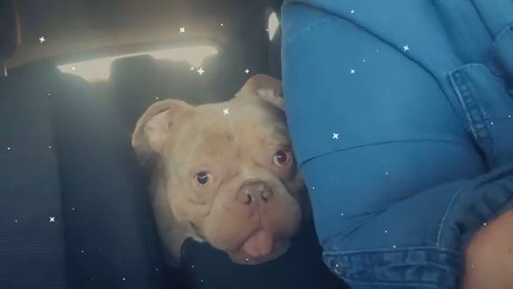 Pocket Bully Male Merle in London