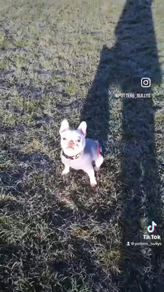 French Bulldog in Brighton