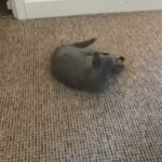 Pure Russian Blue in Blaenau Gwent