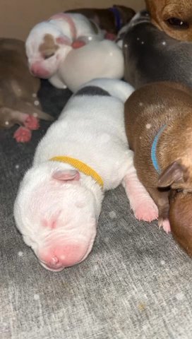 american bully pups in Nottingham