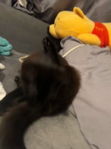2 Female Kittens in London