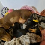 kc reg dauchund puppies in Basildon