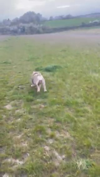 English Bulldog in Tendring