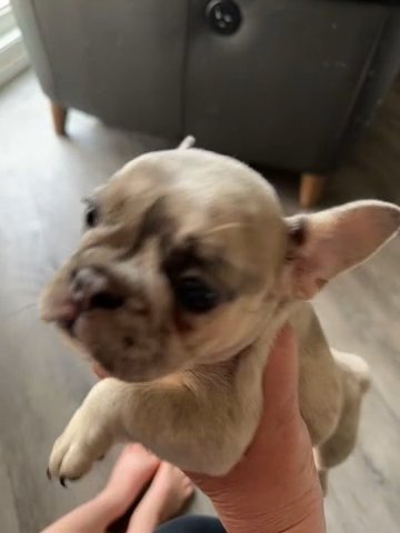 Merle French Bulldog Puppy in Chelmsford