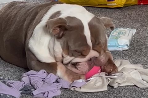 English Bulldog in Colchester