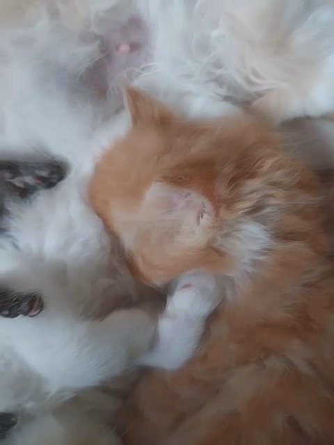 Persian kittens in Northumberland