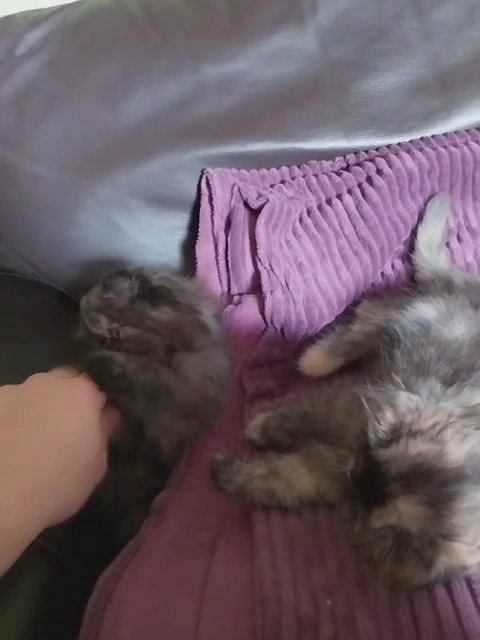Persian kittens in Northumberland
