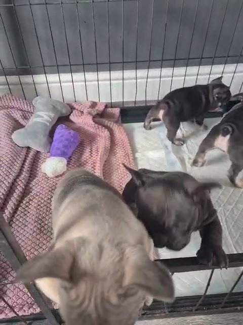 French bulldog boys in Walsall