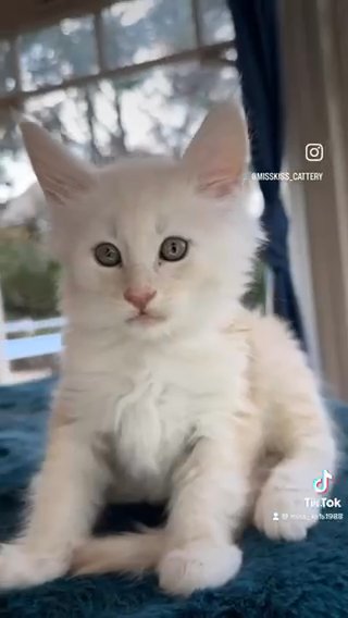 Last Available Kitten From Litter M in London
