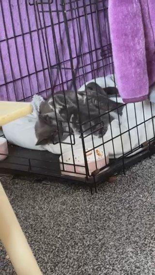 Mixed Litter Of Kittens For Sale in Dudley