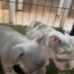 *REDUCED* Kc French Bulldogs Carrying Isabella And Fluffy in Hastings