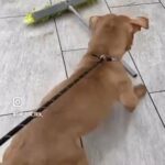 American Bully Female - In Season Day 1 in Birmingham