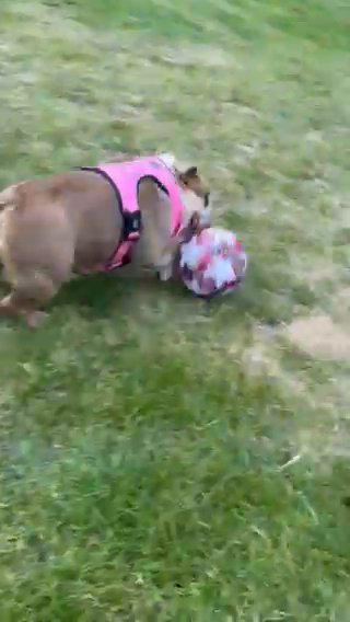 Rae English Bulldog Girl in Colchester