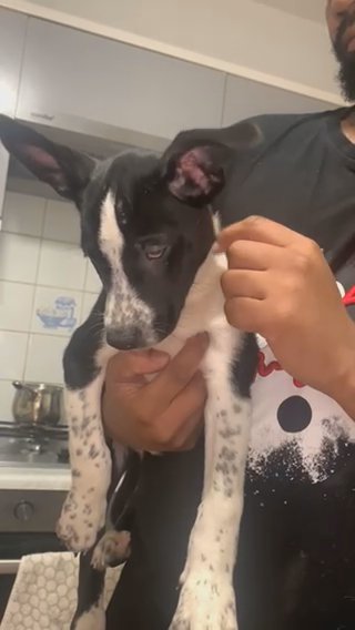 Male Puppy in Cheshire East