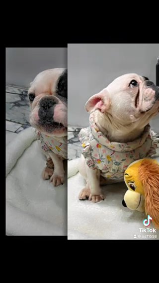 Stunning Pedigree French Bulldog Puppy For Sale Kennel Registered With Things! in Birmingham