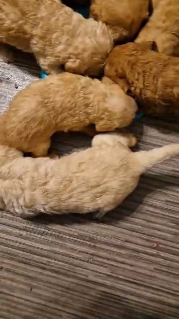 labradoodle pups in Derby