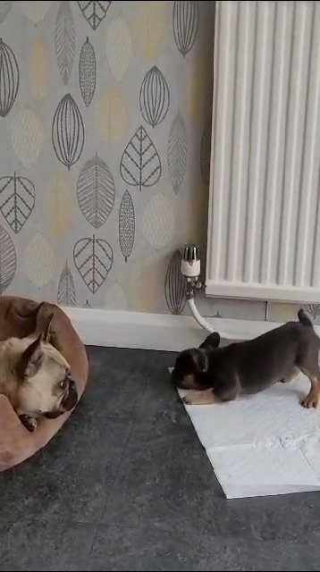 blue and cherry tan fluffy carrier fenchie in Nottingham
