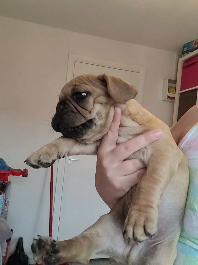 fluffy carrier fawn male in Nottingham