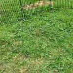 Mini Lionhead Kits for Sale in Birmingham