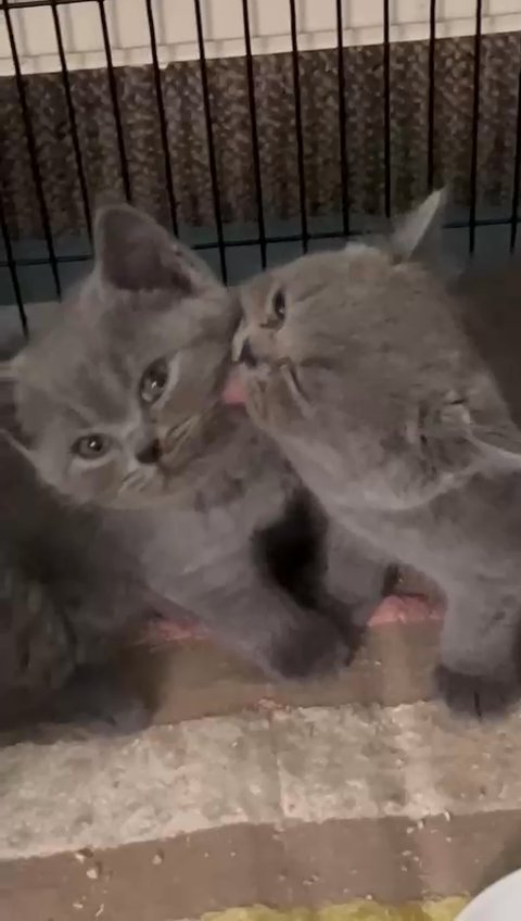 pure high-quality blue British shorthair 3 boys left  kittens for sale in Derby
