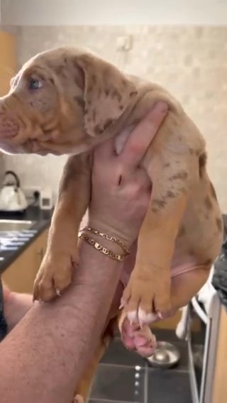 Male American bully in Liverpool