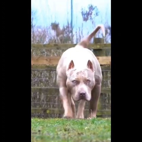 Show quality American Bully bitch in County Durham