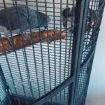 Sell Boy  African Grey. in Edinburgh