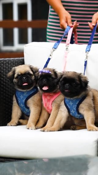 Fluffy Pugs in London