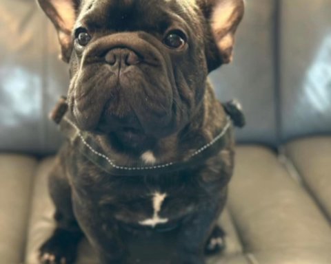 Big Rope French bulldog Stud Dog , Proven And Working For Sale in Boston