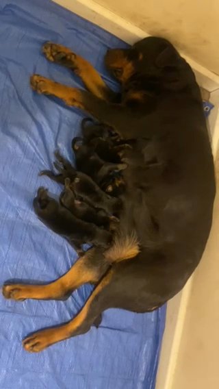 Rottweiler Puppeteer in Wolverhampton