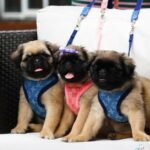 Fluffy Pugs in London