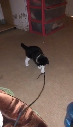 Norwegian Forest Female Kitten in London