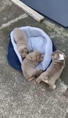 British Bulldog Puppies 1 Female Lilac in County Durham