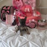 GORGEOUS, French Bulldog Pups for 5 Star Homes At Family Pet Prices - FEW LEFT - in Central Bedfordshire