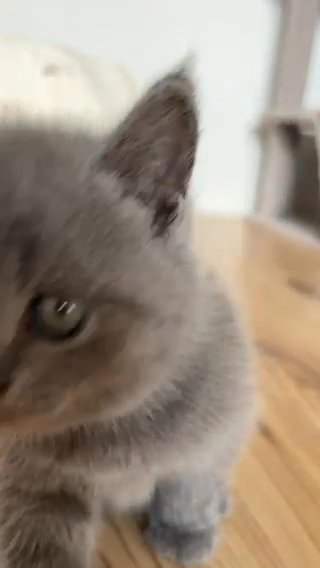 Scottish Fold Blue Kittens Available ? in London