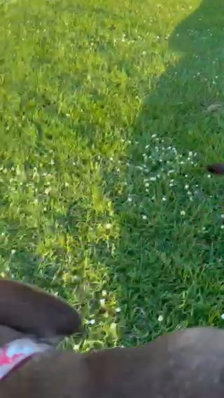 XXL BULLY in North Hertfordshire