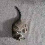 Cute Tabby Kitten For Sale in St Edmundsbury