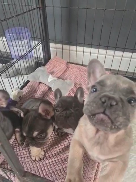 French bulldog boys in Walsall