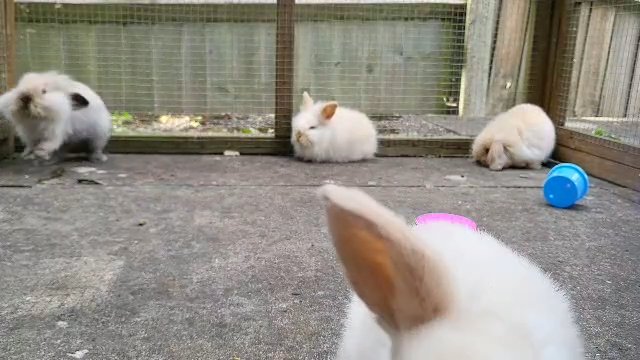 Mini Lion Lops for Sale in Birmingham