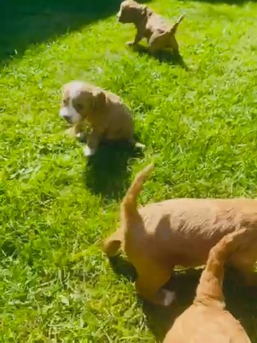 Cavapoos in Carlisle