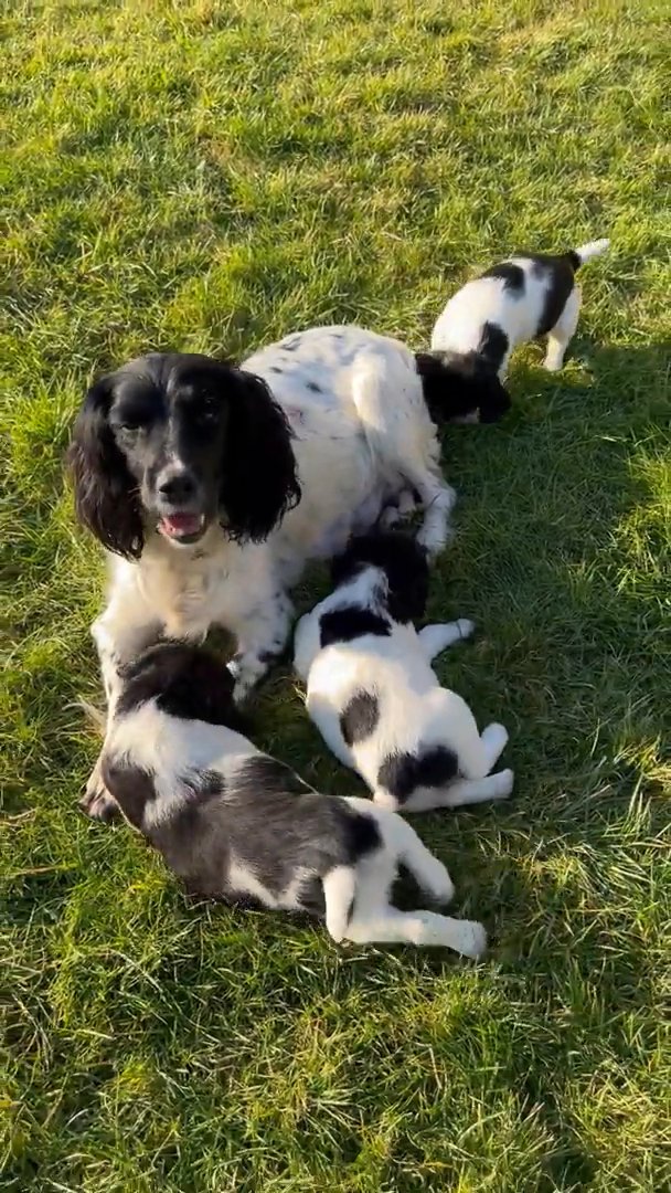 outstanding   english cocker  spaniel  pups in Manchester