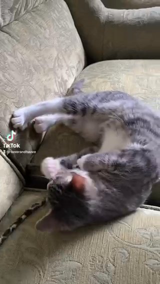 Grey Kitten 12 Weeks in Bradford