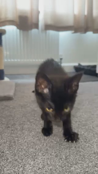 Black Ghost Tabby in London