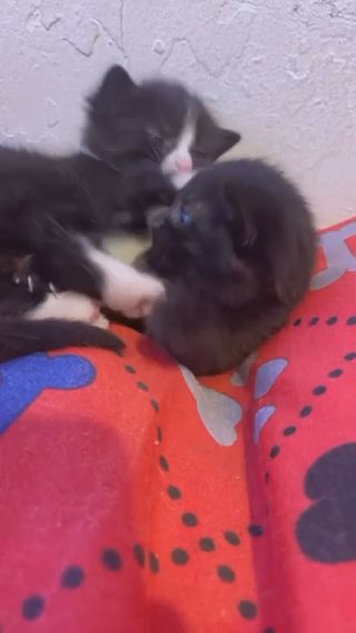 Two Male Kittens in Birmingham