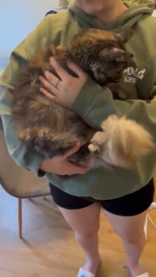 Daisy 2 Years Old Maine Coon GCCF TICA in Mansfield