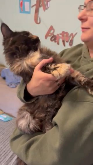 Chloe Maine Coon 2 Years Old GCCF TICA in Mansfield
