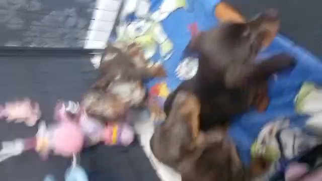 ? Male Pups Ready - KC Reg Miniature Dachshund Pups in Bristol